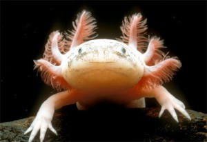 Axolotl fonte: www.chapop.ca