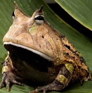 Amazon Horned Frog - fonte:  www.itsnature.org