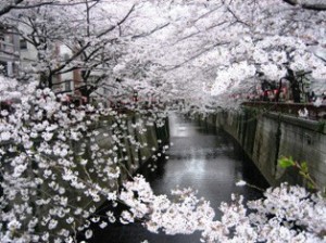 ll fiume Meguro durante la fioritura dei ciliegi