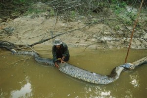 Anaconda nel fiume Curuena. Brasile. Nicolas Reynard