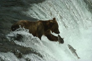 Orso Grizzly pesca in una cascata. Alaska. Paul Nicklen