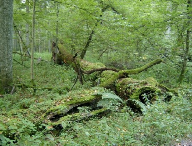 foresta bialowieza