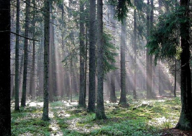 foresta bialowieza