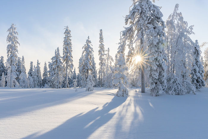 pineta innevata